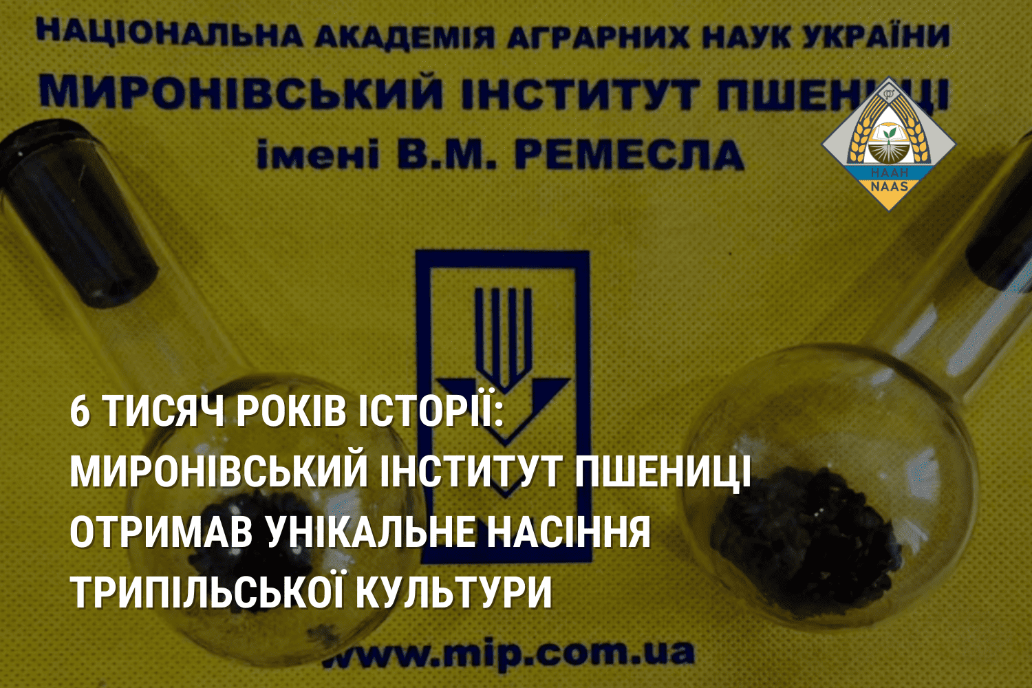 6 тисяч років історії: Миронівський інститут пшениці отримав унікальне насіння Трипільської культури (ВІДЕО) 6 тисяч років історії: Миронівський інститут пшениці отримав унікальне насіння Трипільської культури (ВІДЕО)
